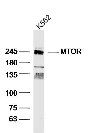 bs-1992R，bioss，雷帕霉素靶蛋白抗体 MTOR