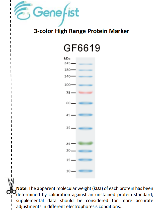 genefist，GF6619-01，三色预染蛋白marker 10-245KD (protein marker)
