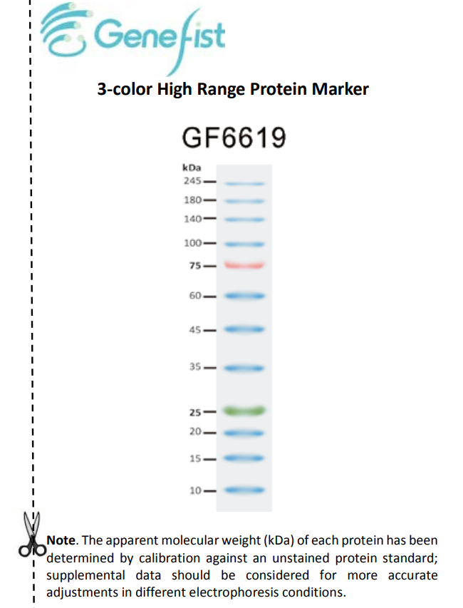 genefist，GF6619-10，三色预染蛋白marker 10-245KD (protein marker)